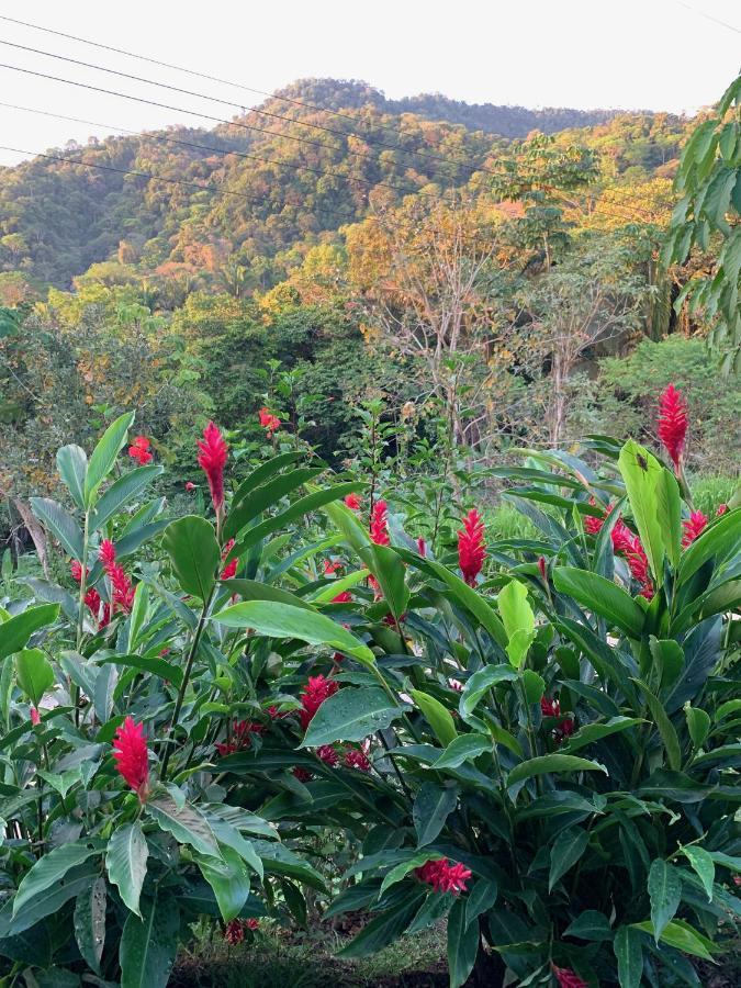 Jungle Home With King Beds -5 Minutes From The Beach 우비타 외부 사진